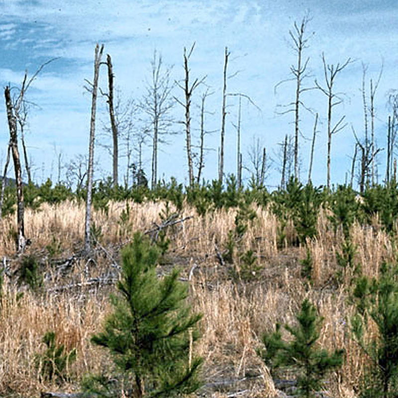 Проникає в коріння